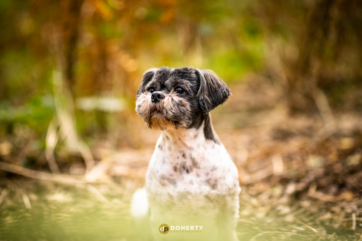 Pet Photography - Dog Portraits - Birmingham