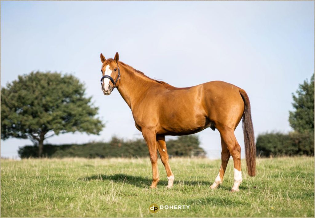 Horse Portraits - Coventry Photographer