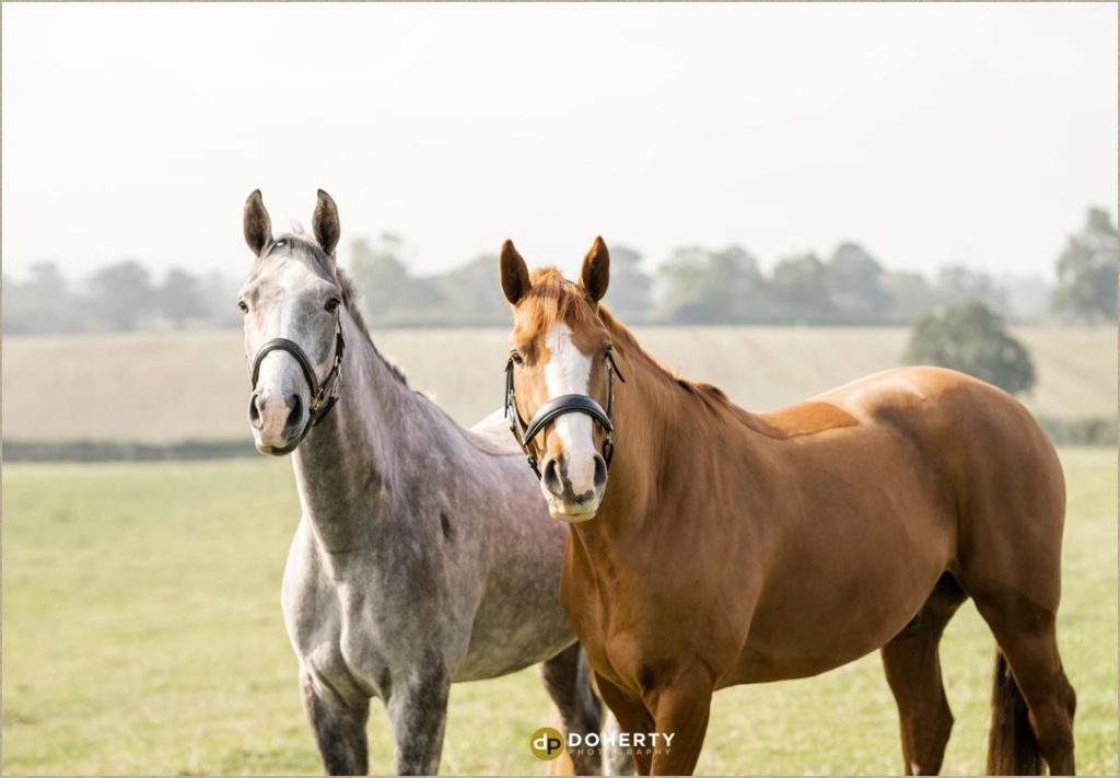 Horse Portraits - Midlands Photographer