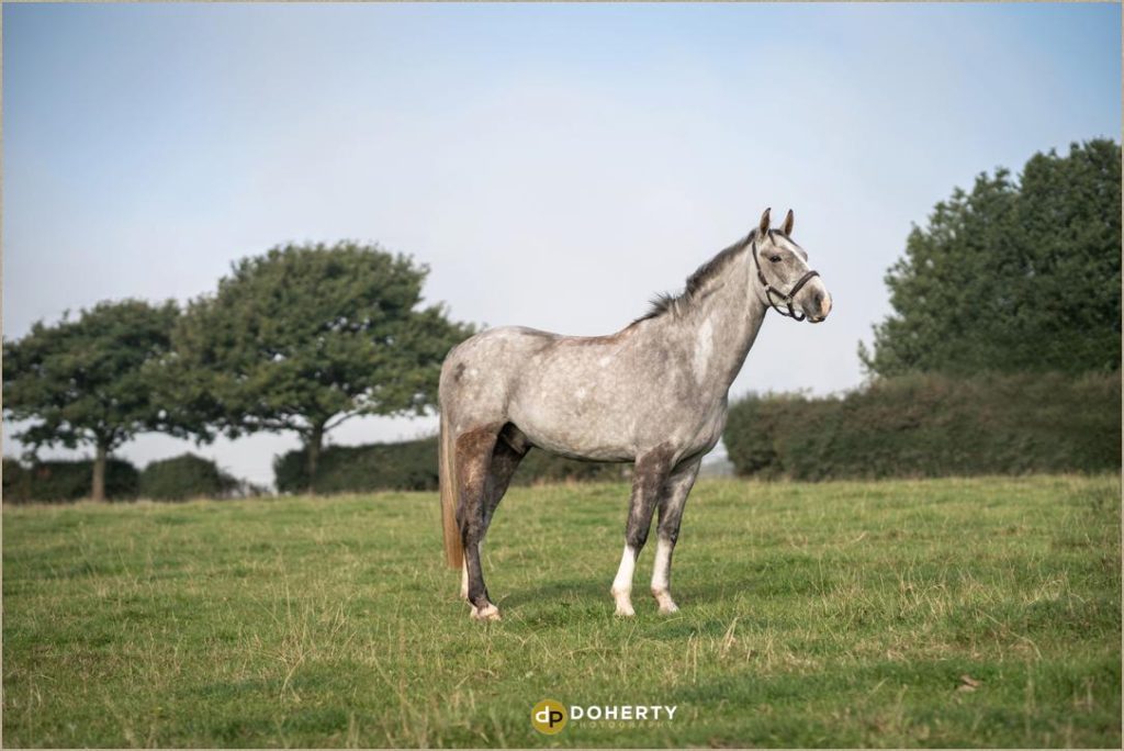 Horse Portraits - Coventry Photographer